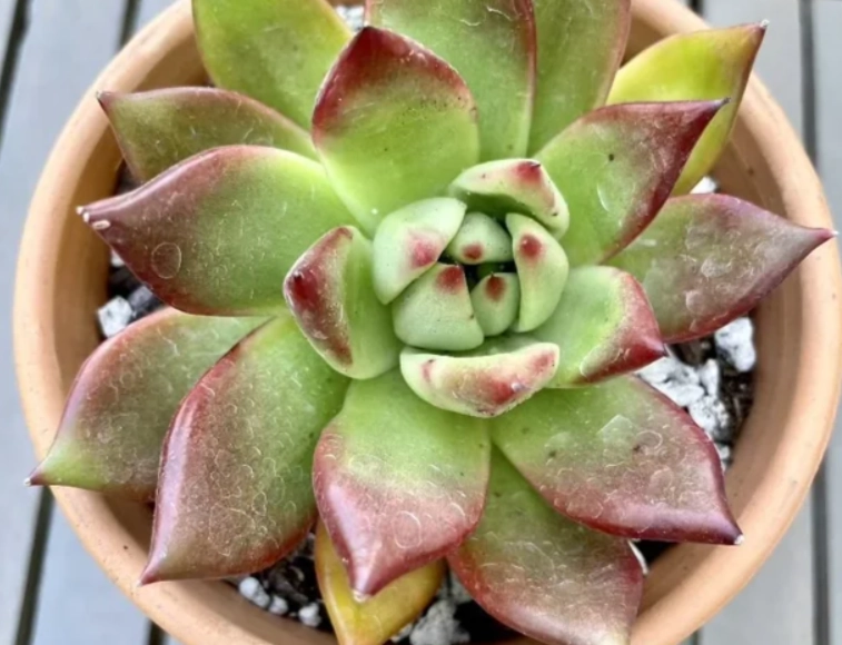 多肉植物室內養護