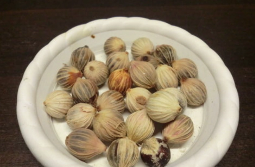 海葡萄種子種植