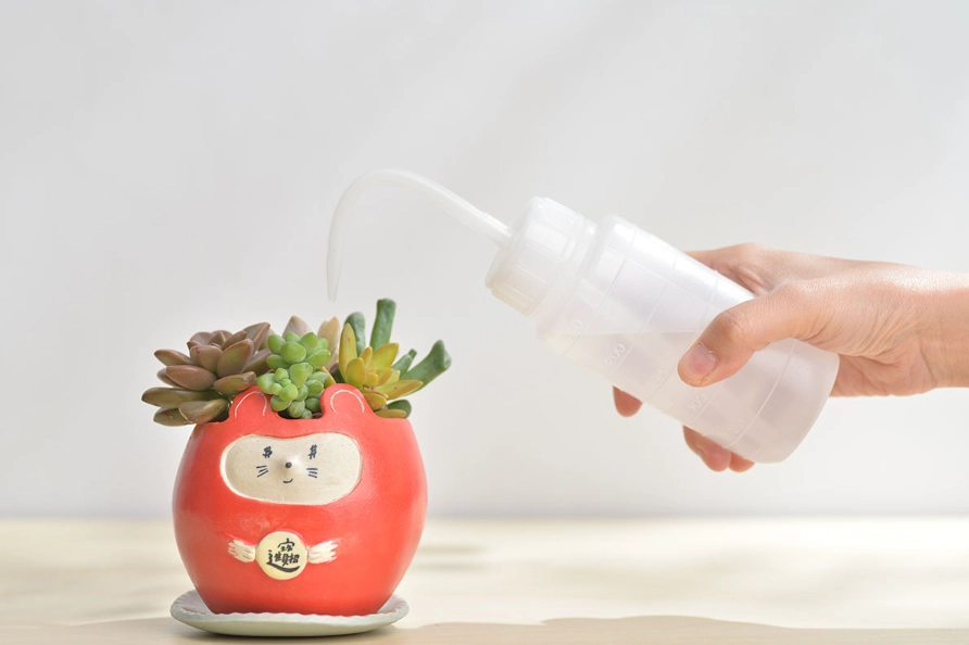 多肉植物澆水技巧