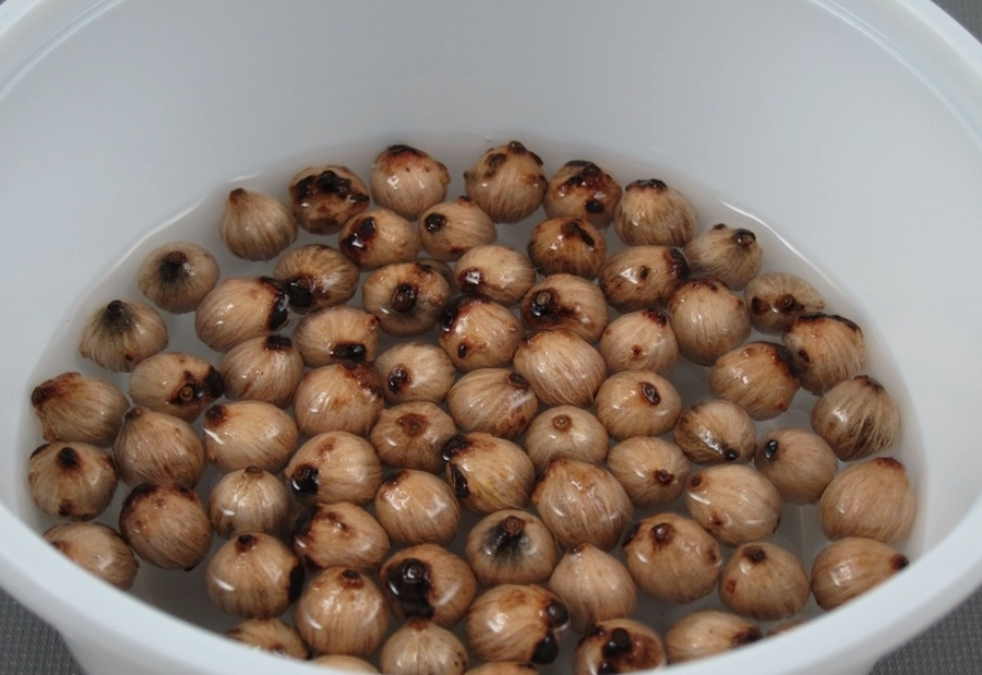 海葡萄種子種植