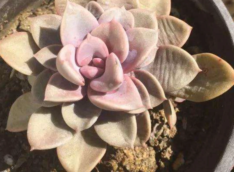 多肉植物澆水方法