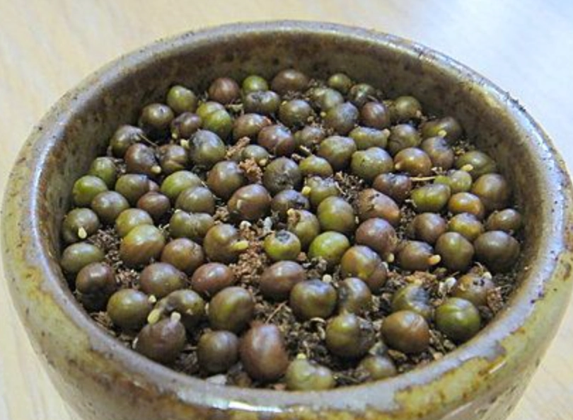 白水木種子種植