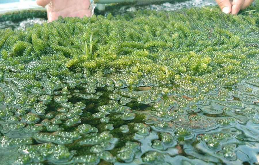 海葡萄養殖條件