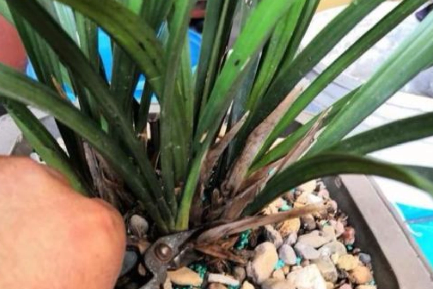 蘭花葉子修剪方法