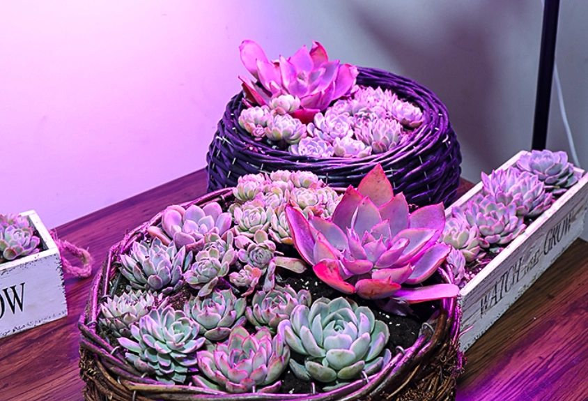 室內多肉植物光照