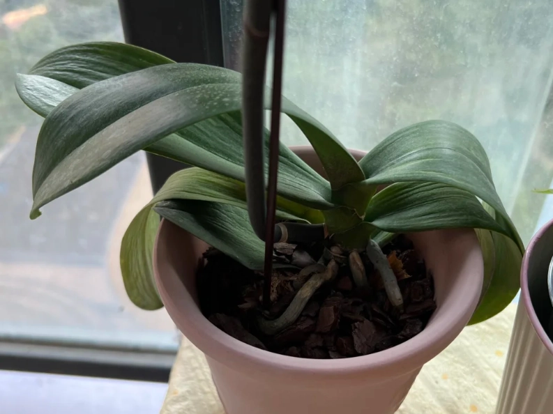 蝴蝶蘭葉子軟化原因