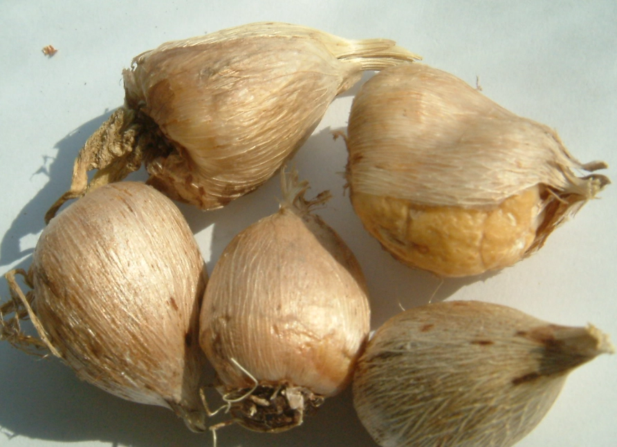 小蒼蘭球根哪裡買