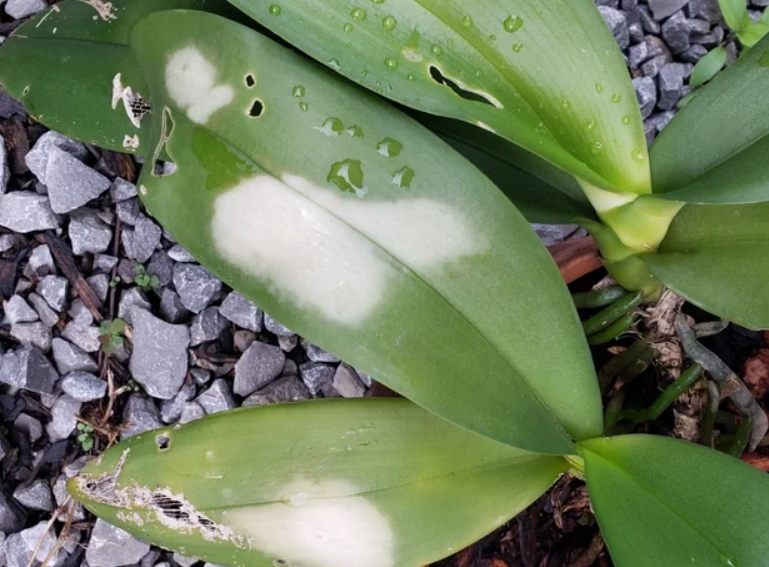 蘭花葉子腐爛處理