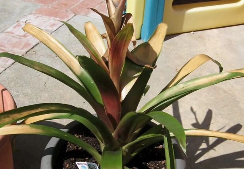 鳳梨花 照顧 方法 鳳梨花 照顧 方法