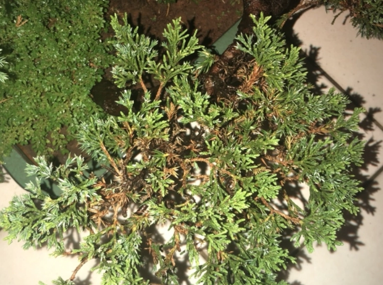 真柏光照不足處理