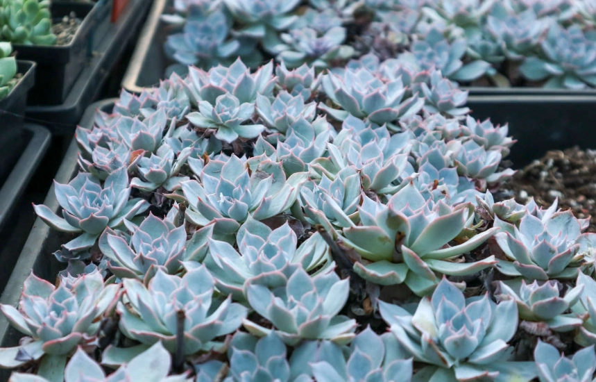 石蓮花澆水頻率