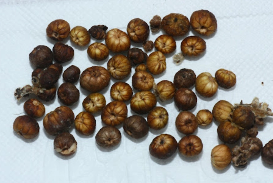 白水木種子發芽