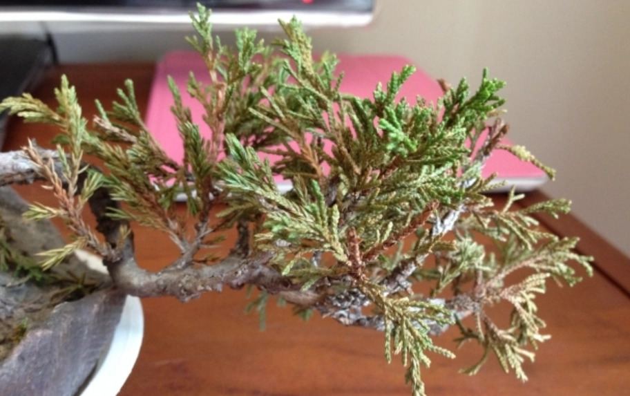 真柏葉子變黃原因