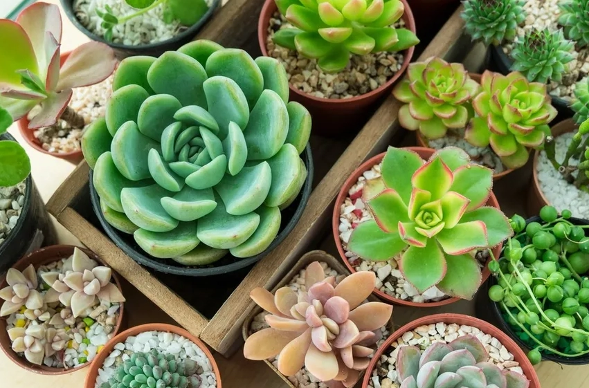 多肉植物種類