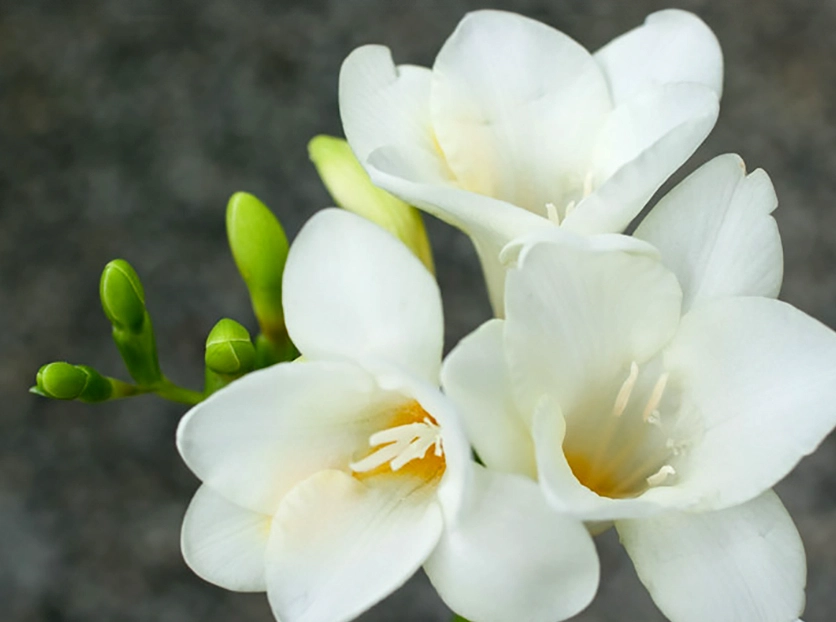 白色小蒼蘭 花語 白色小蒼蘭 花語