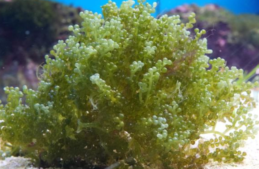 海葡萄養殖條件