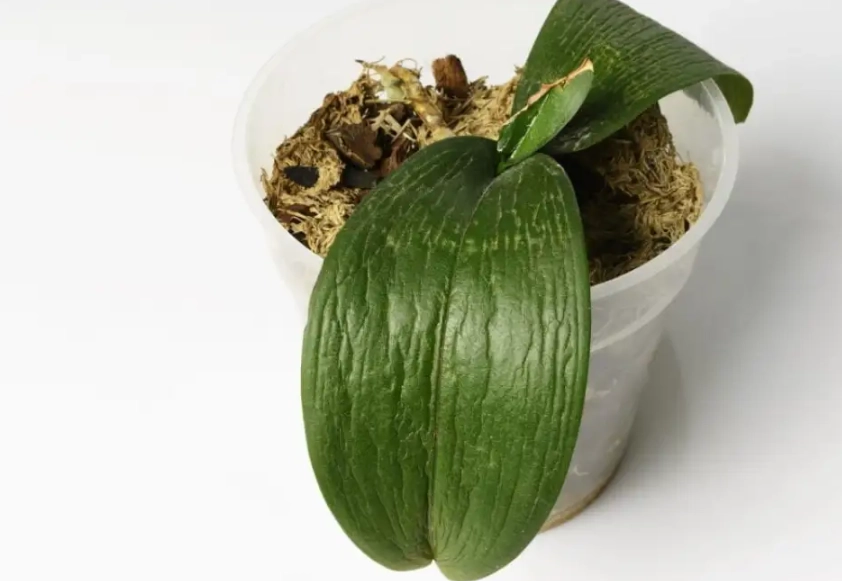 蝴蝶蘭葉子軟化原因