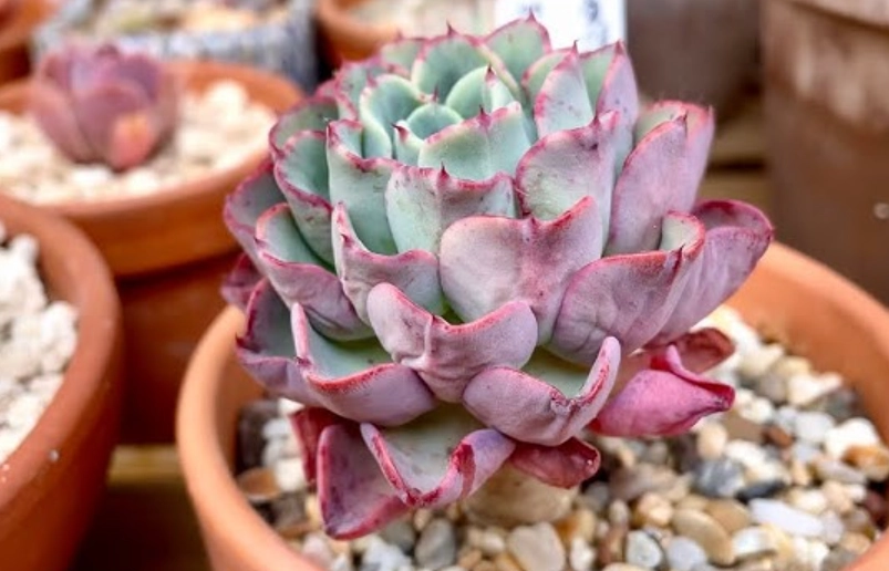 多肉植物缺水處理