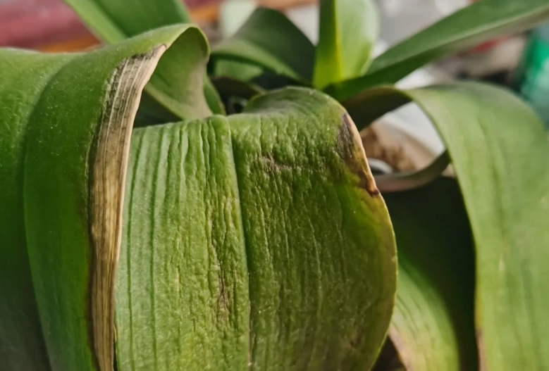 蘭花葉子變軟處理