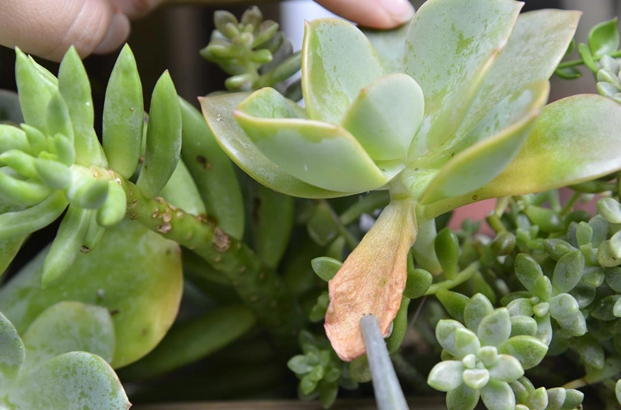 多肉植物養護
