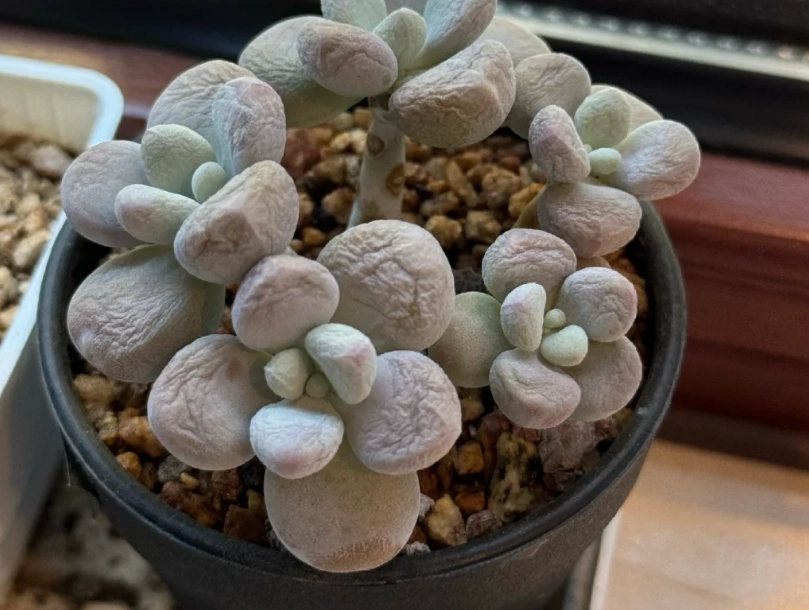 多肉植物缺水處理