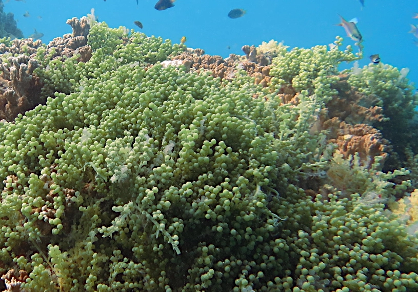 海葡萄養殖條件