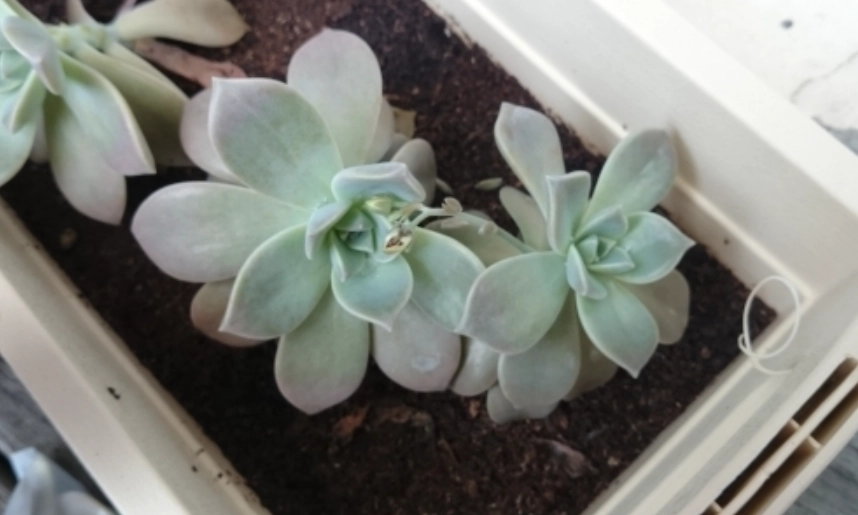 多肉植物室內養護