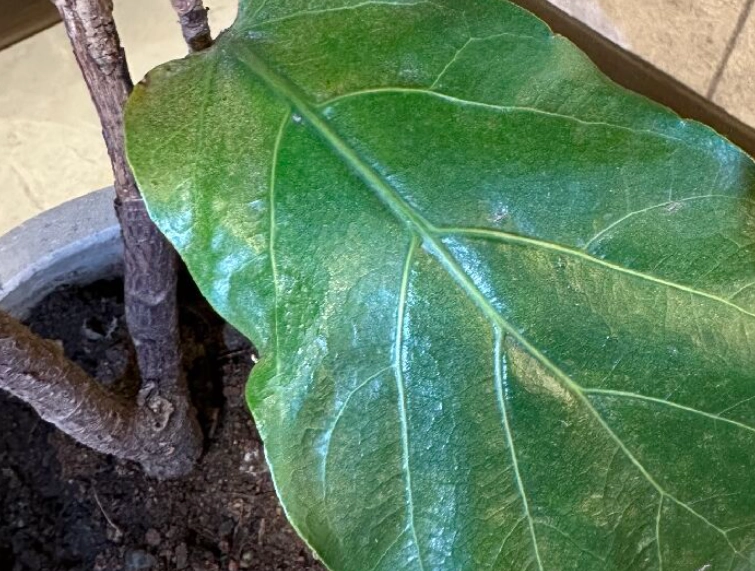 琴葉榕木質化處理