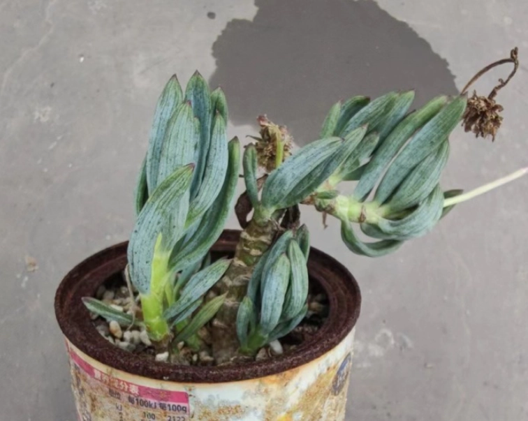 多肉植物缺水症狀