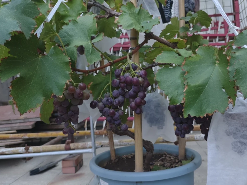 盆栽葡萄樹照顧