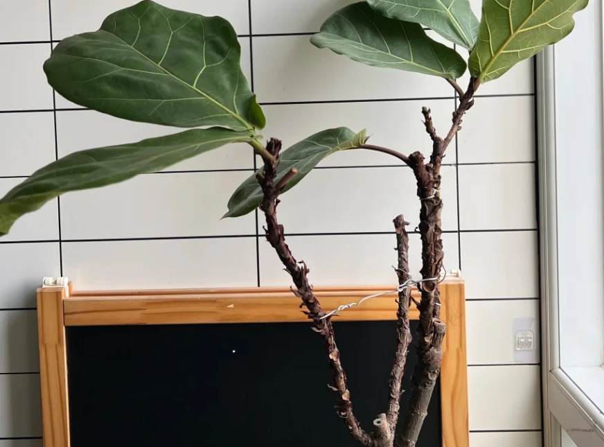 琴葉榕修剪方法