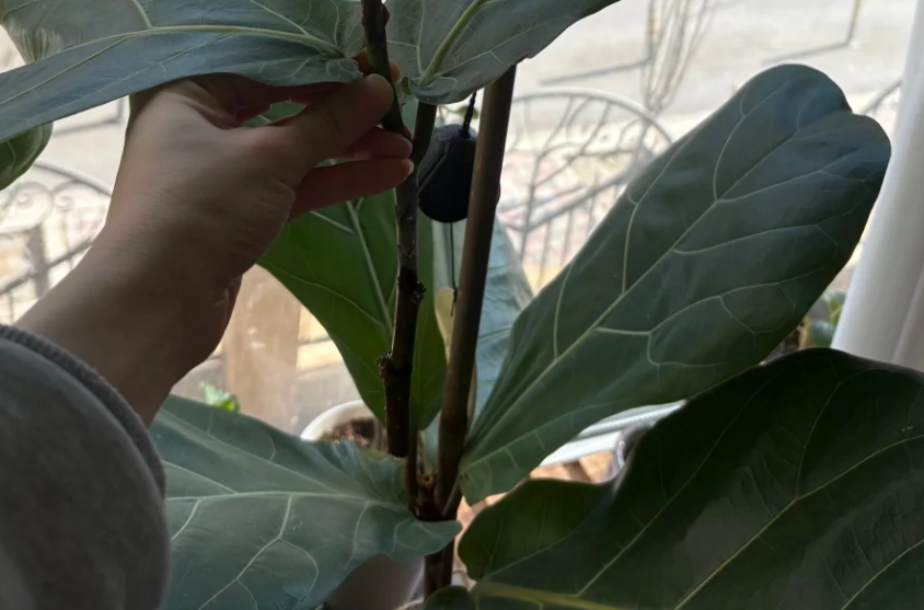 琴葉榕剪枝技巧