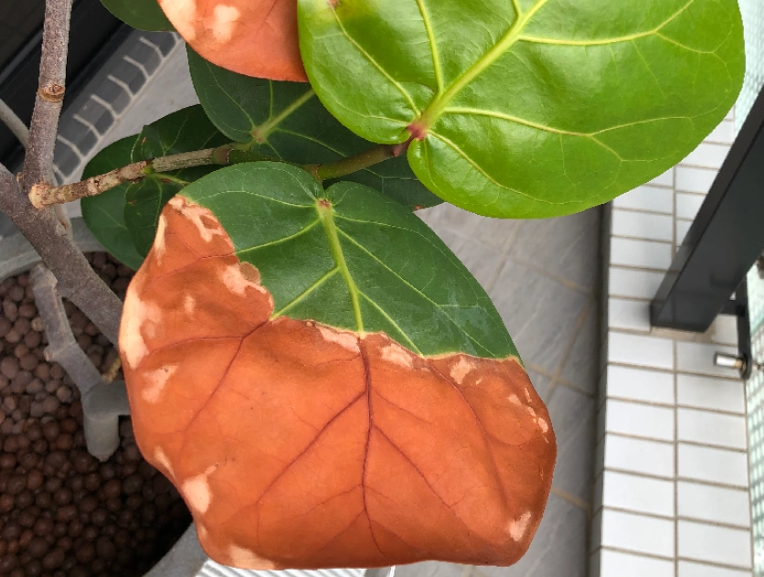 海葡萄葉子捲曲處理