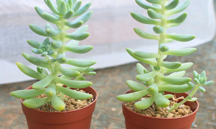 石蓮花徒長原因