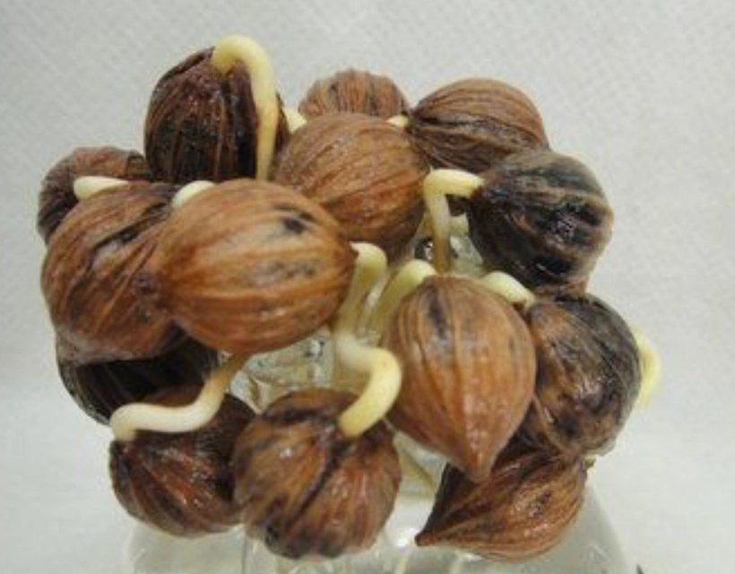 海葡萄種子照顧