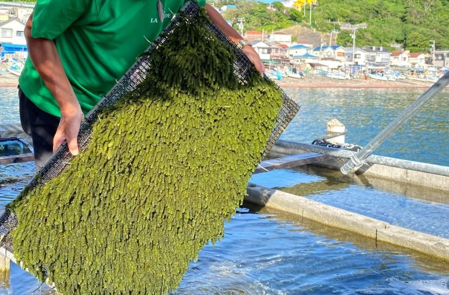 海葡萄養殖方法