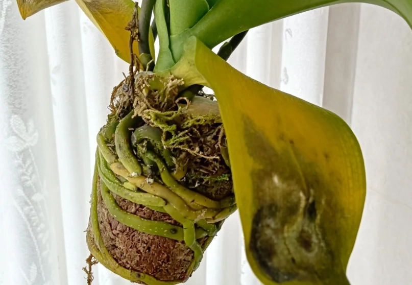 蘭花葉子爛掉原因