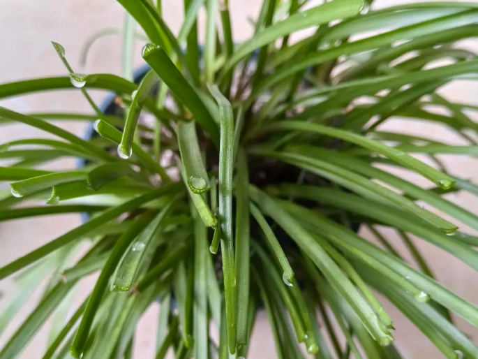 蘭花葉子修剪時機