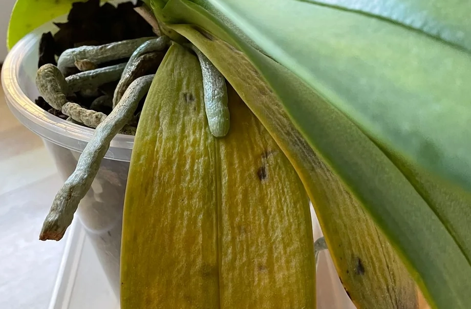 蝴蝶蘭葉子變黃原因