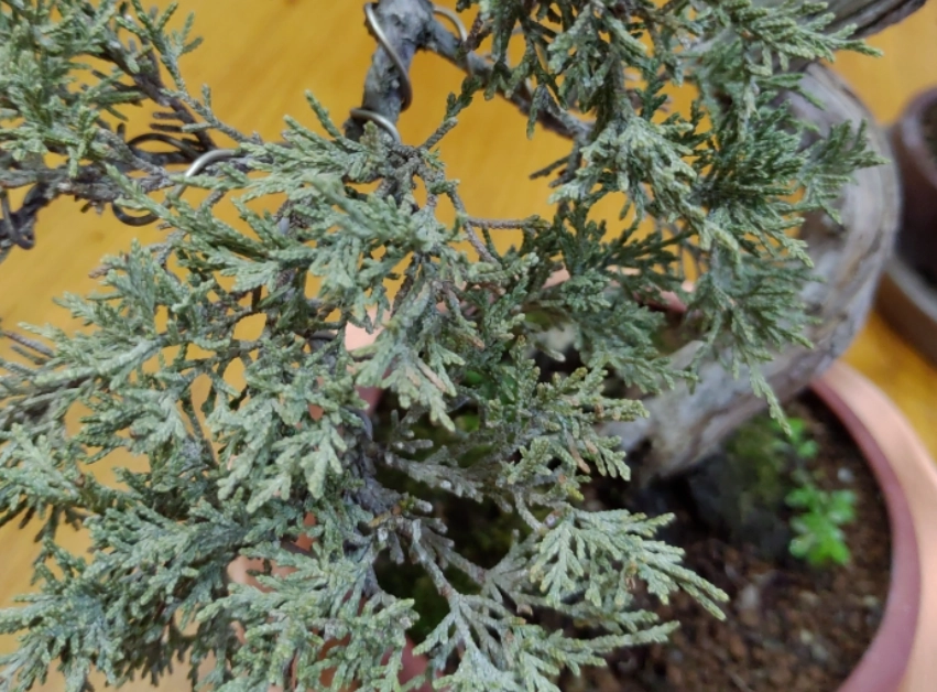 真柏養護日照需求