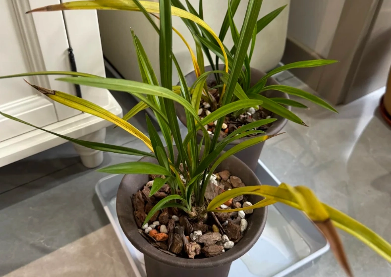 蘭花黃葉病治療