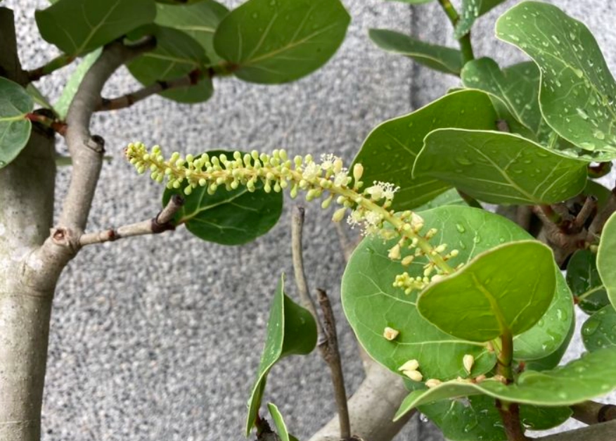 海葡萄葉子捲曲原因