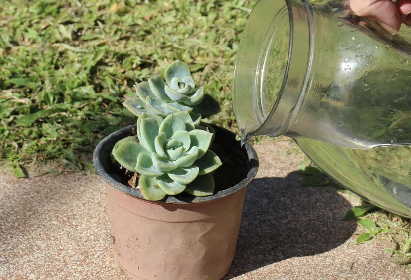 多肉植物澆水技巧