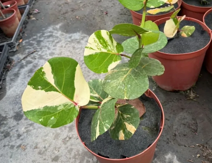 斑葉海葡萄种植