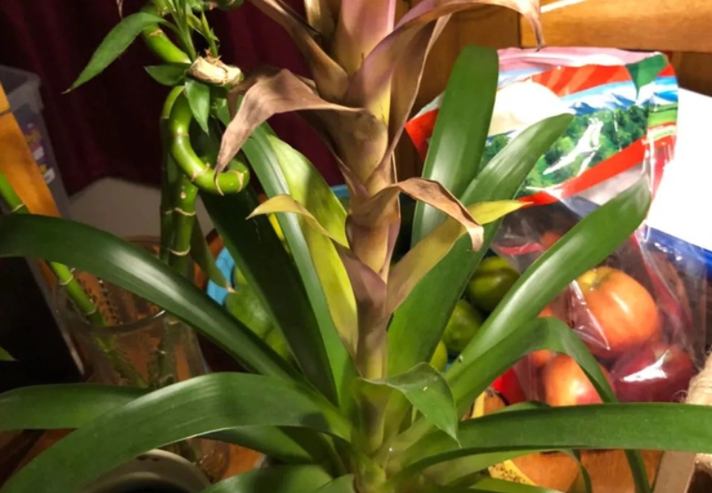 鳳梨花 枯萎 鳳梨花 枯萎