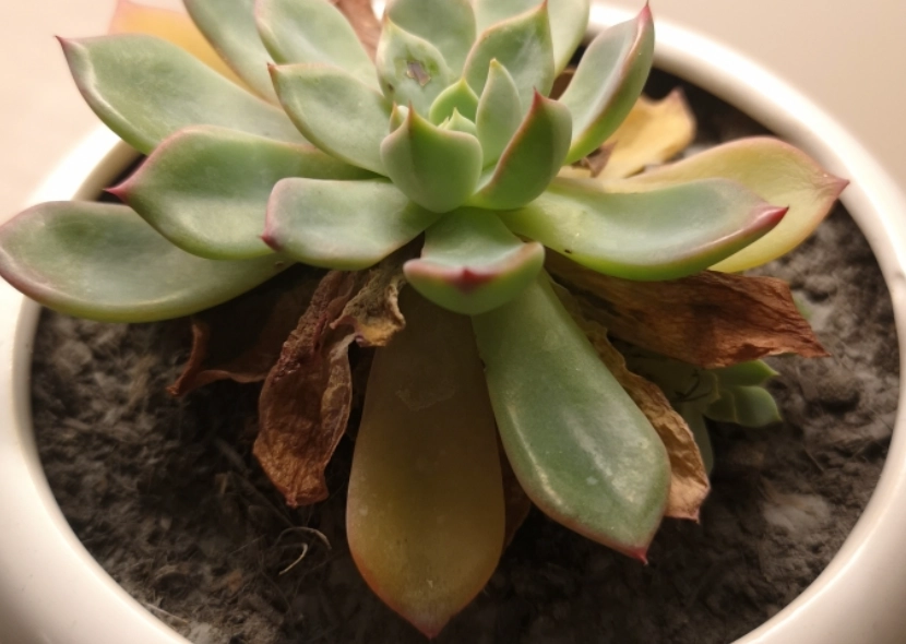 石蓮花養護技巧