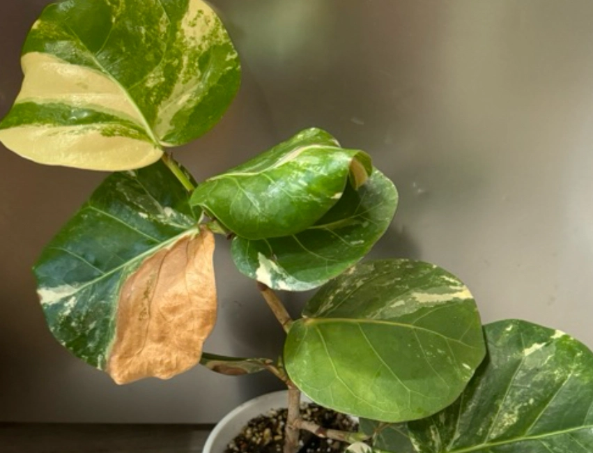 斑葉海葡萄种植