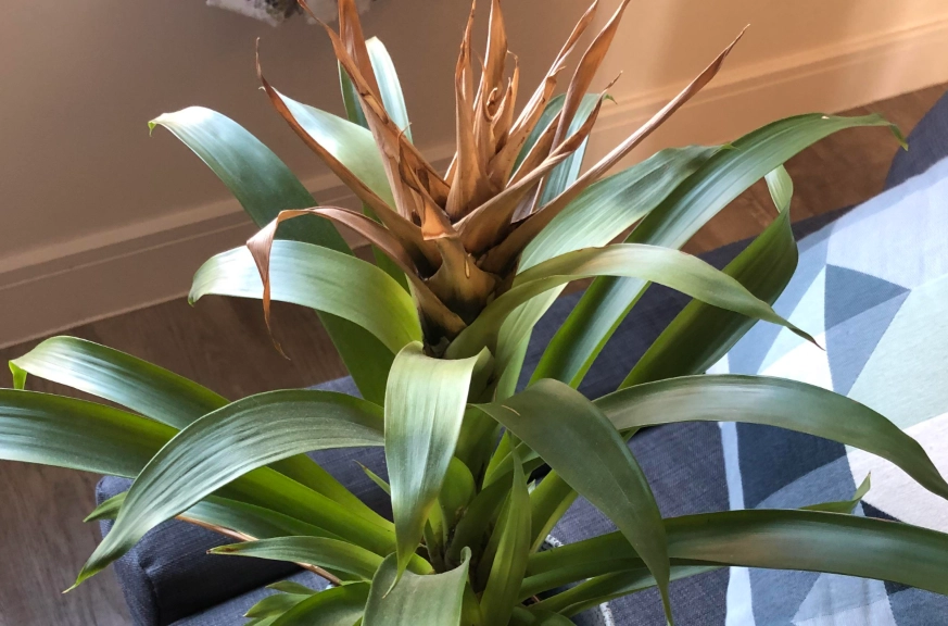 鳳梨花 枯萎 鳳梨花 枯萎