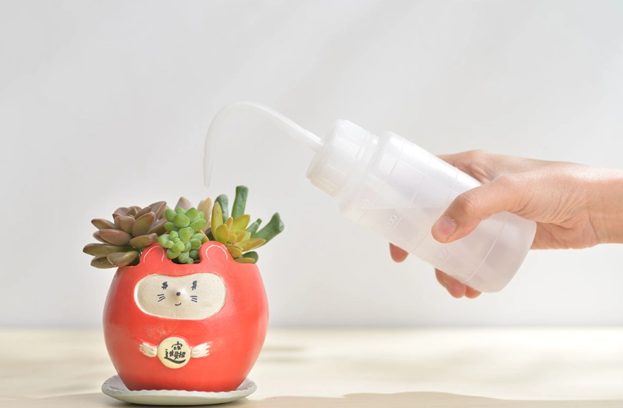 多肉澆水方法