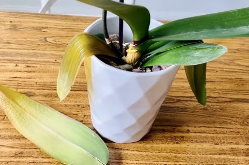 蝴蝶蘭葉子變黃